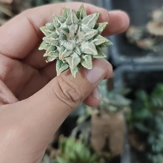 一物一拍，实生仙人球！
