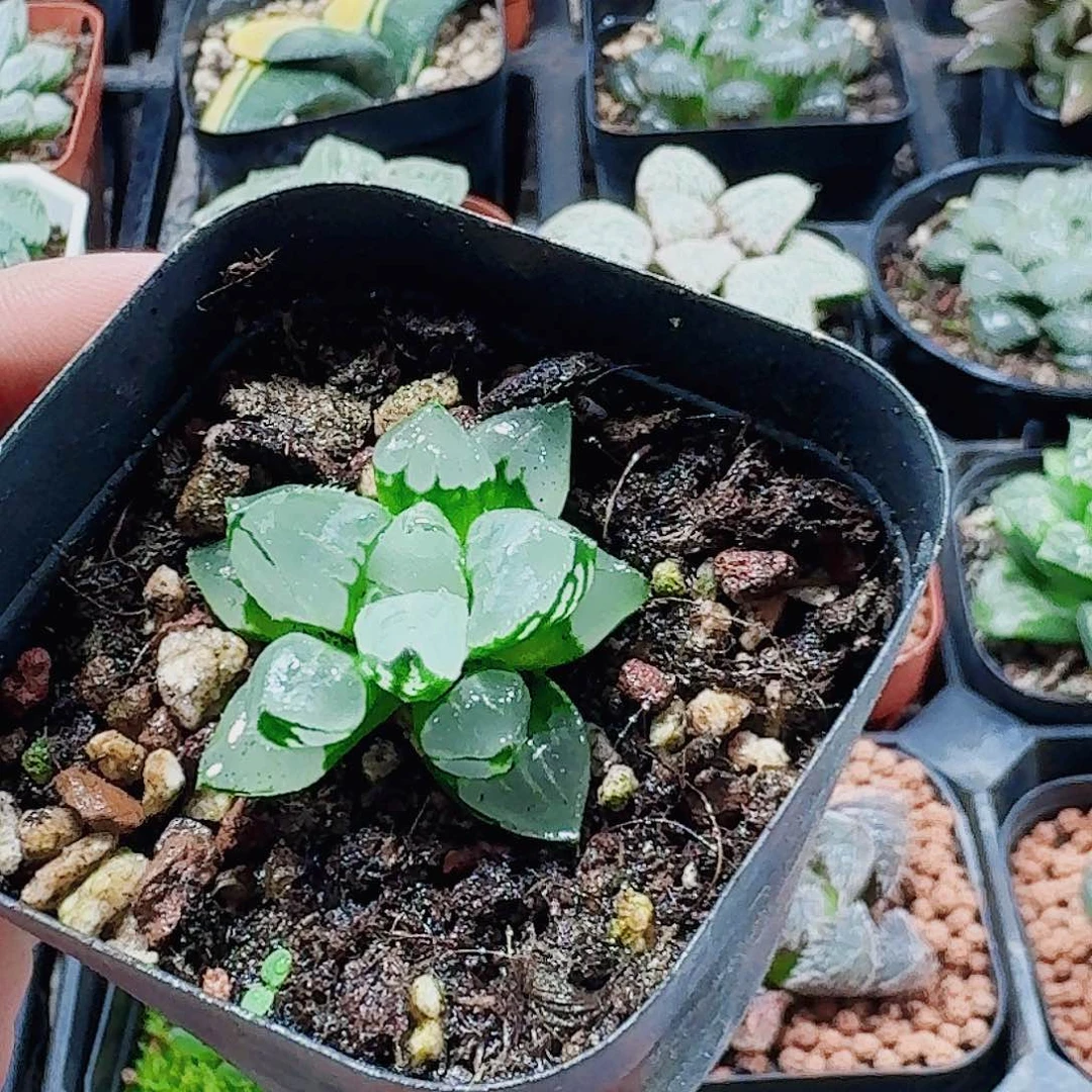 无花朵十二卷 圣诞蜡烛 新粉福利