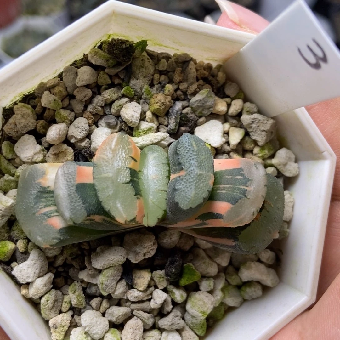 福利款福娘玉扇锦一物一拍