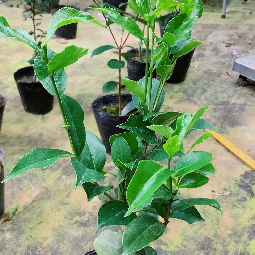 无花朵茶花盆栽丑叶