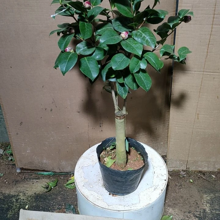 627花佛鼎，原盆原土发货，不包邮