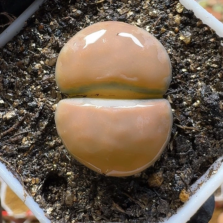 生石花23:：：：。   18号