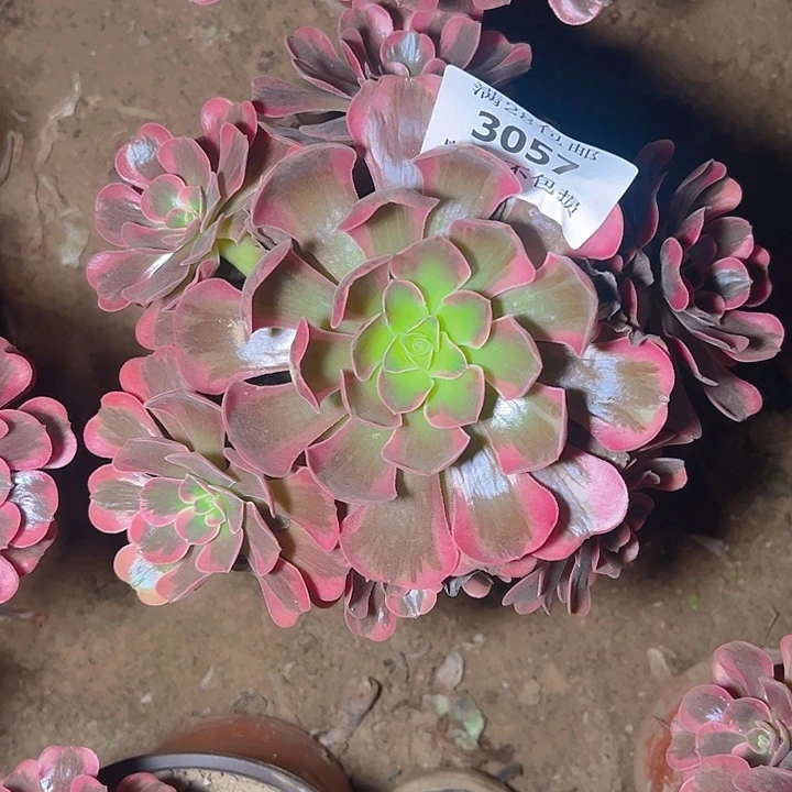 3057爱神多肉植物保护