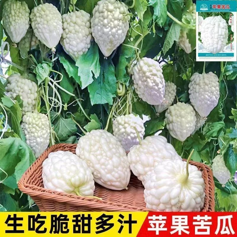 正品苹果苦瓜种籽台湾进口脆甜可生吃的新品种苦瓜种子阳台盆栽种