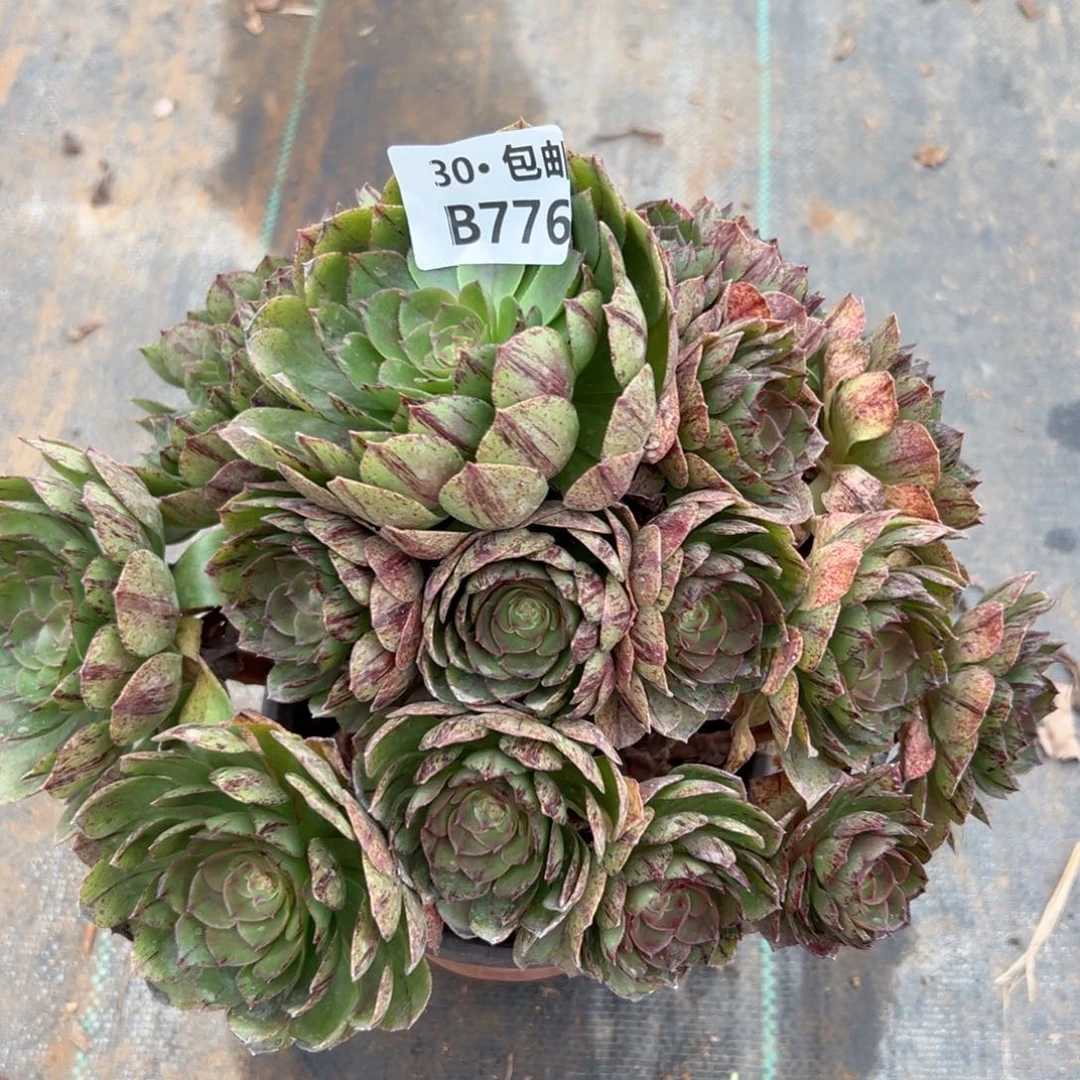 776 沙拉碗多肉法师