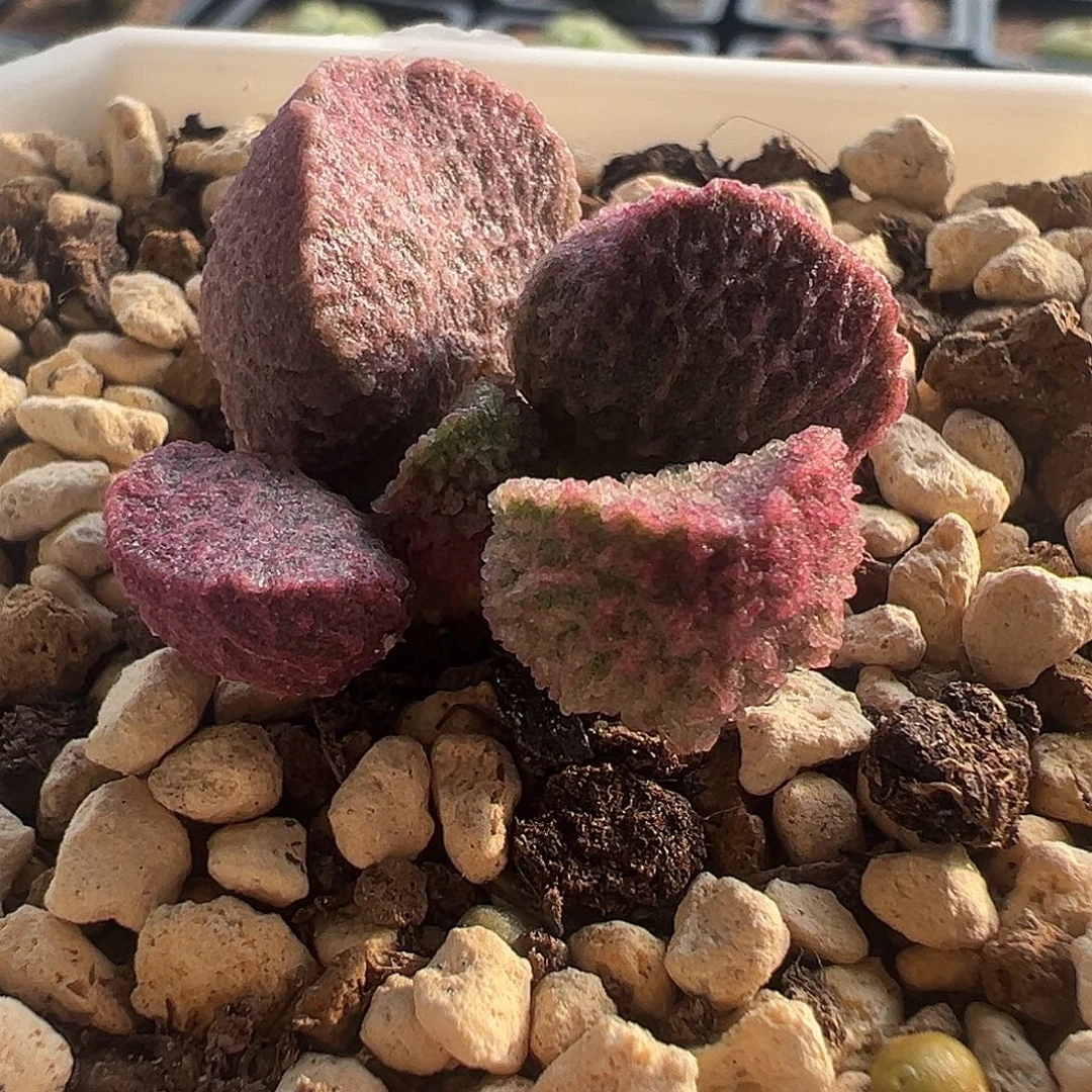 无花朵花友专拍 谢谢支持