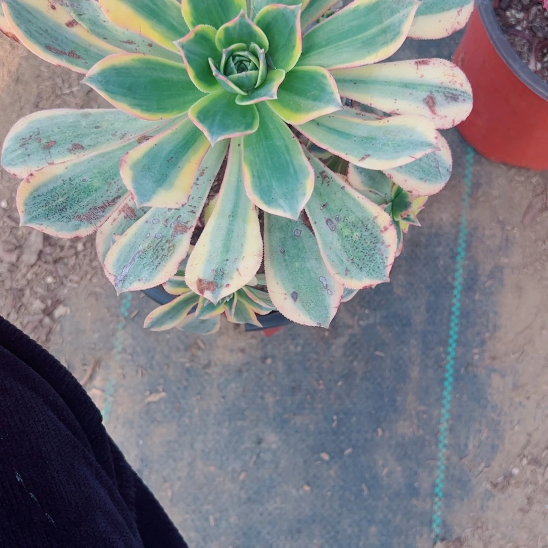 342灿烂多肉植物法师多肉