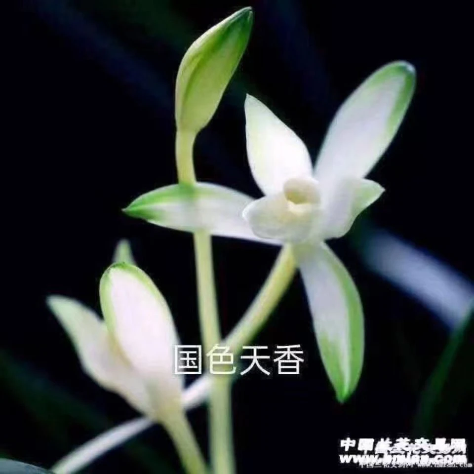 建兰 国色天香 浓香型 人工养植