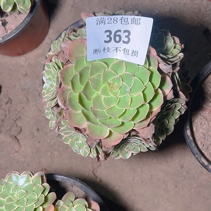 心***美363莲花座多肉植物