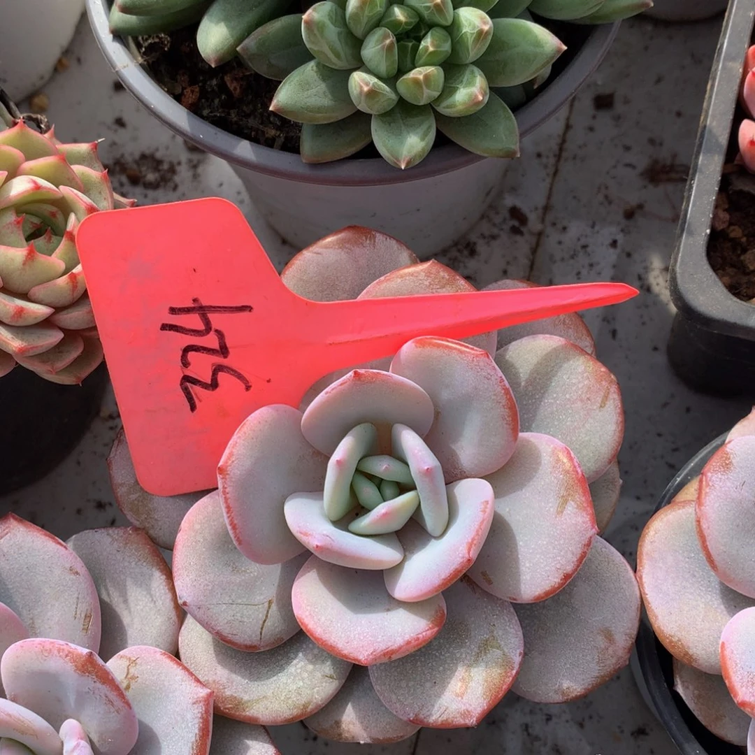 奶茶多日子黑素727272727