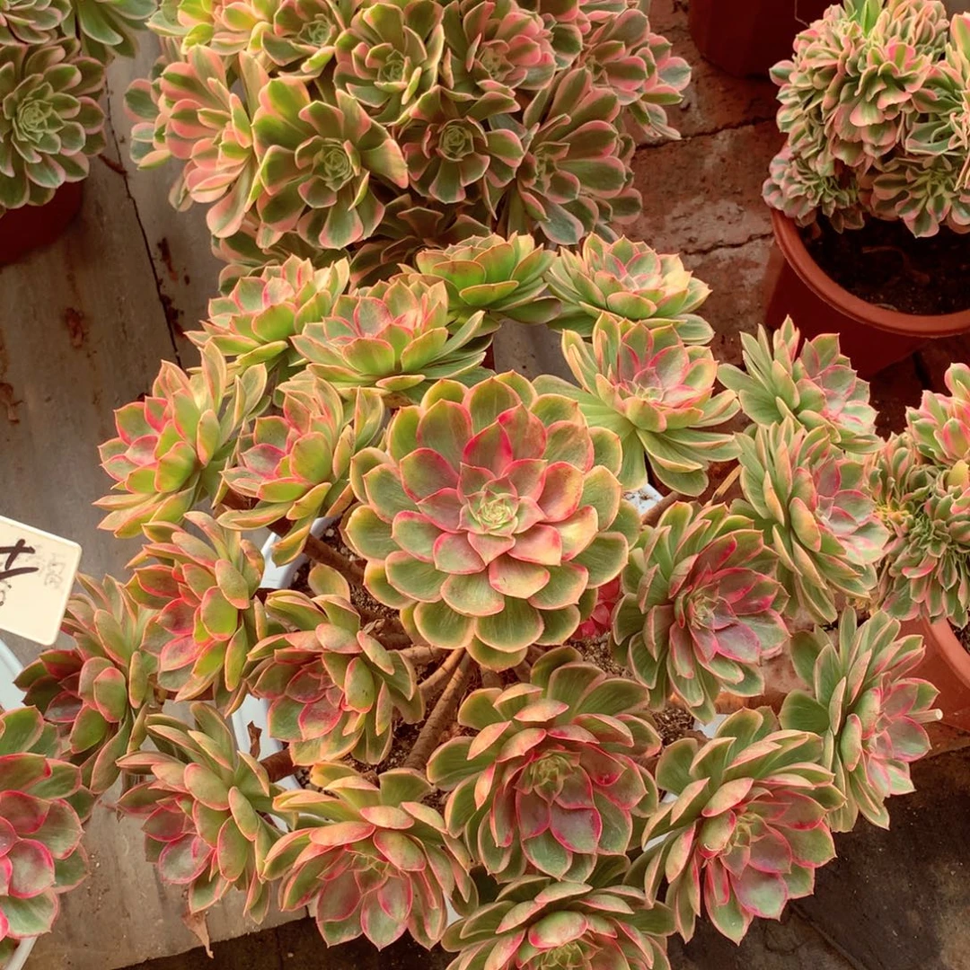 大莲花座，多肉植物
