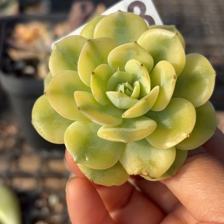 雪域蓝巴黎锦多肉植物满18包邮当场凑单不满单隔天发顺丰到付