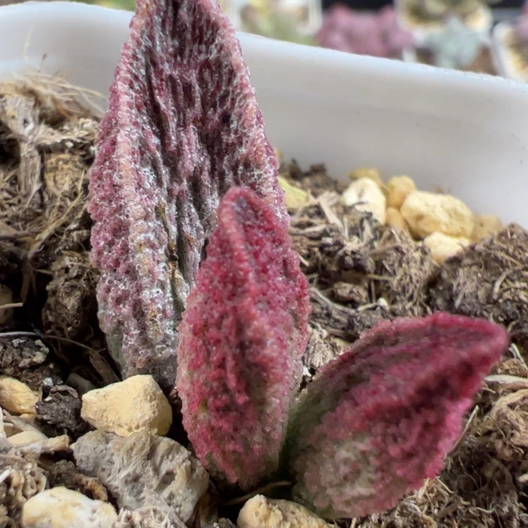 无花朵实生新品大苗多肉植物
