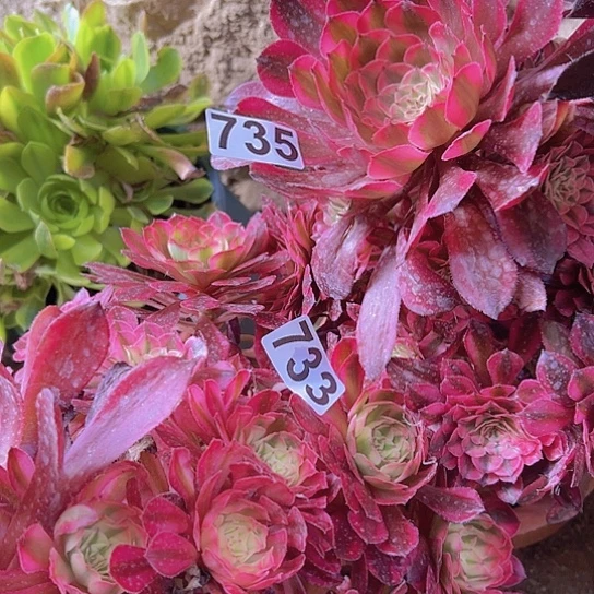 缘***景多肉植物两个法师