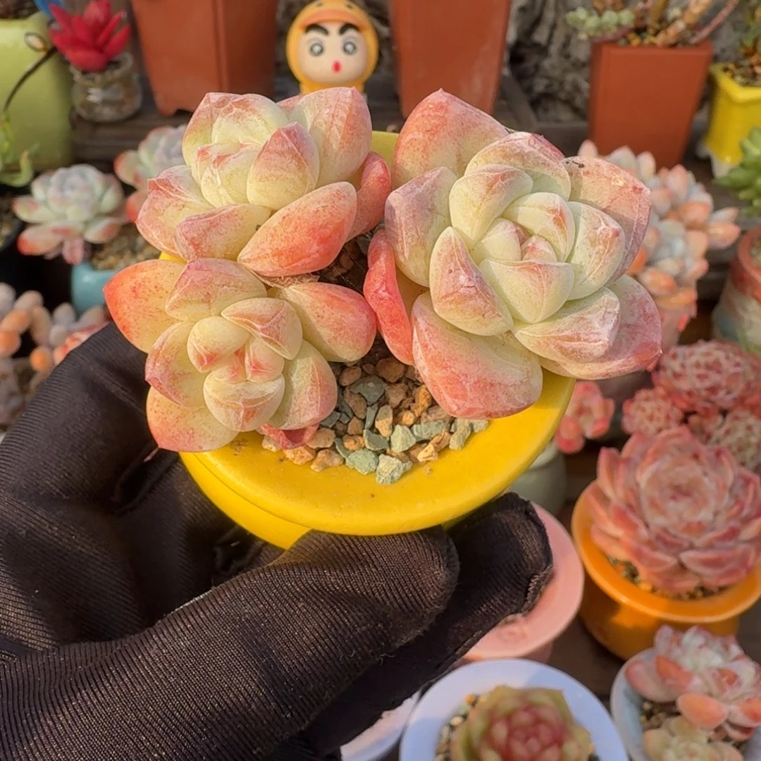 冰玉 多肉好盆土 一物一拍