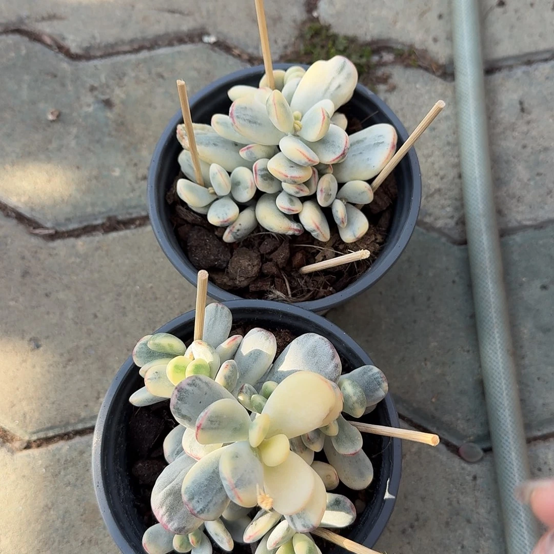 乒乓锦多肉植物净切