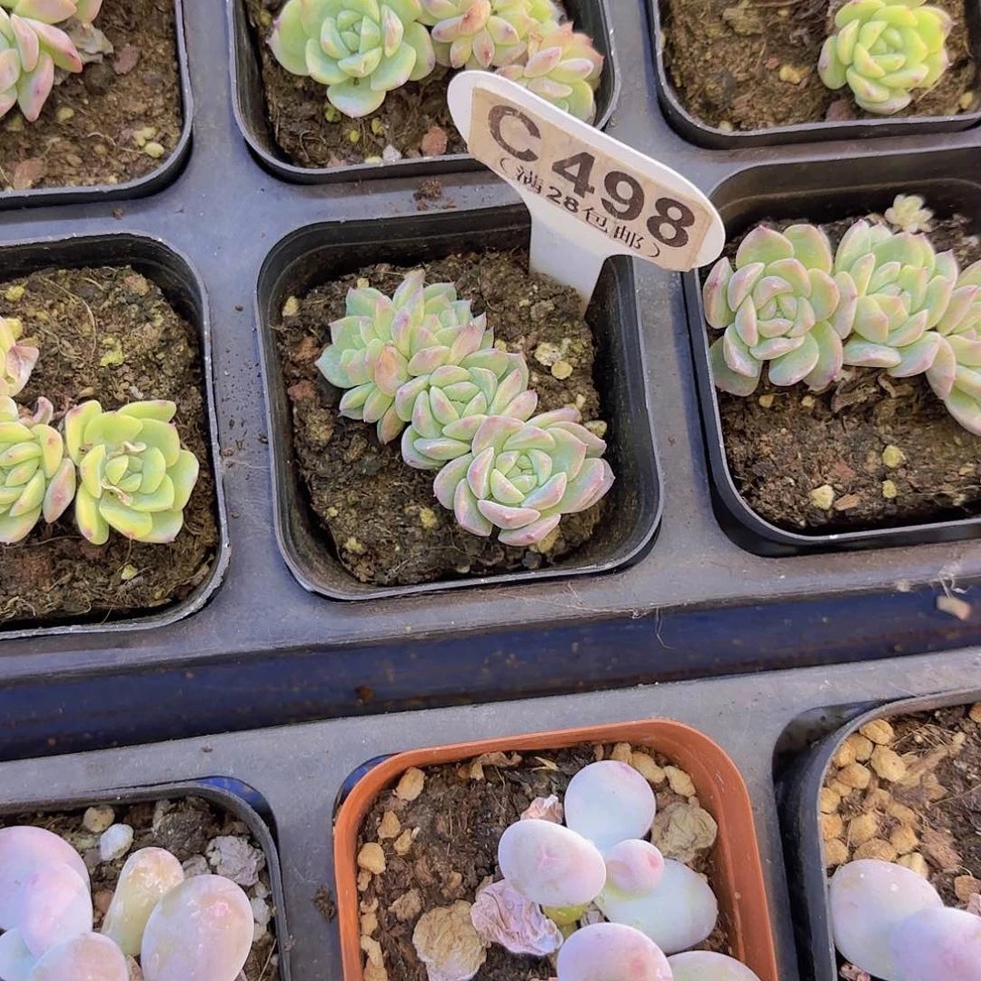 C498甘露一物语拍