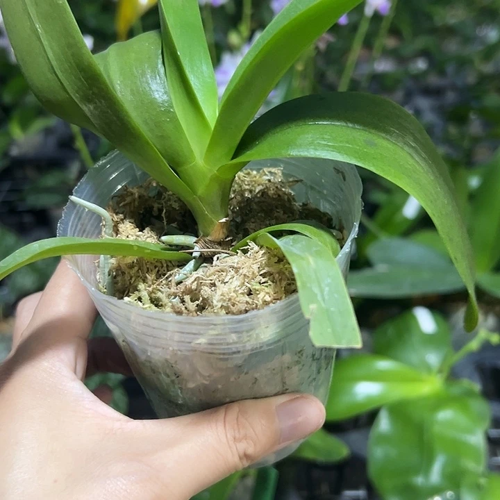 当前无花栽培后可以开花小茴紫3.0无根微瑕