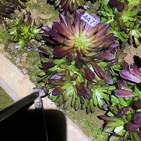 多肉植物法师447黑铜壶中班