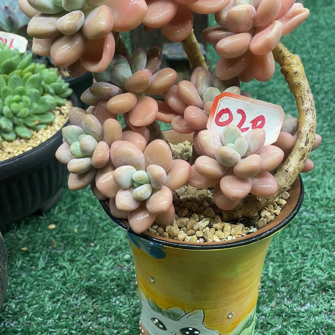 020一物一一拍一拍