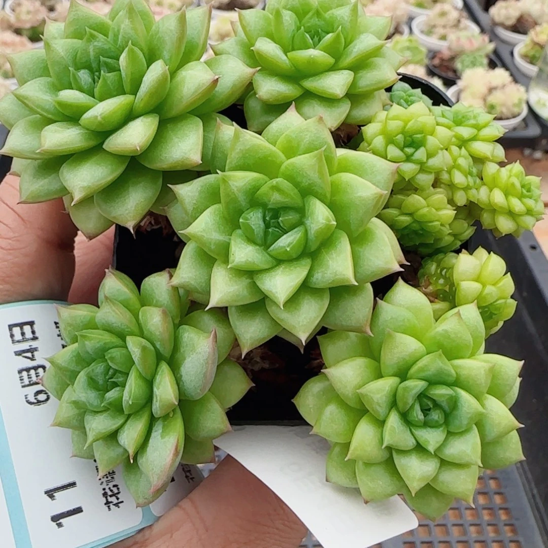 a**a花语逸镜0604-06开播福利散