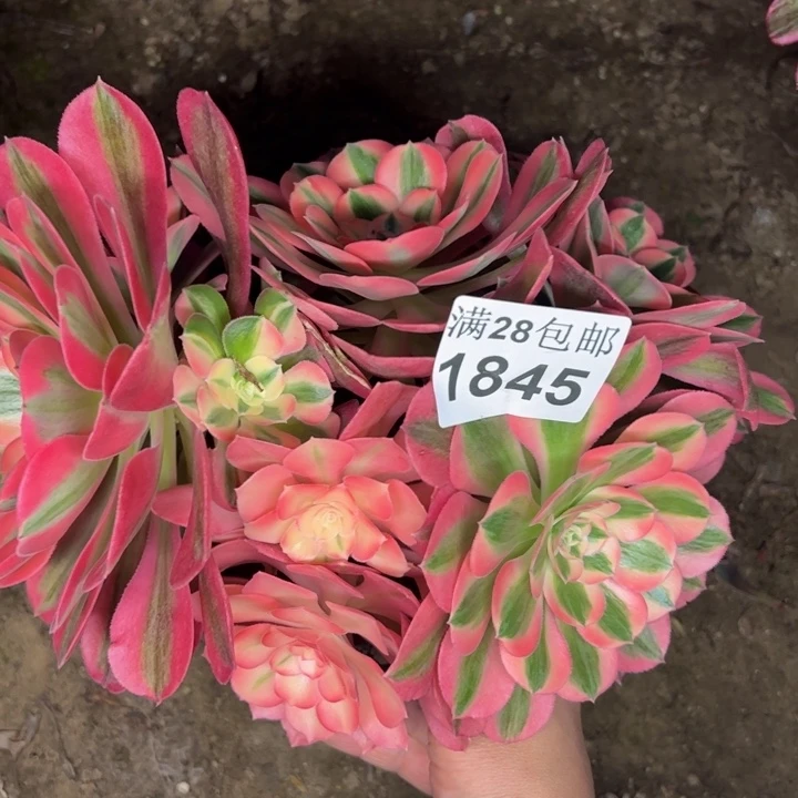 1845女巫多肉植物