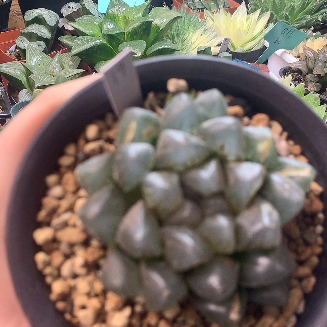 龙爪，欢迎选购，一物一拍