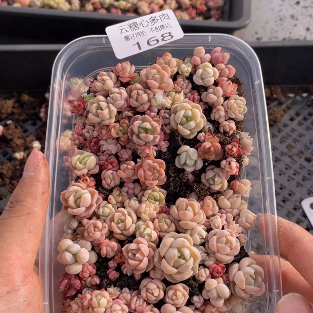 云糖心多肉植物168