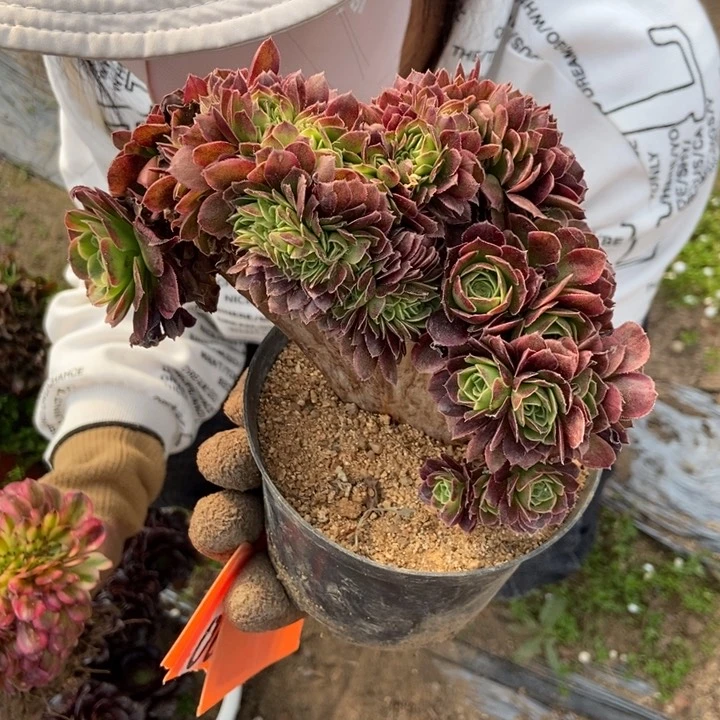 冬***阳281奶白缀化老桩