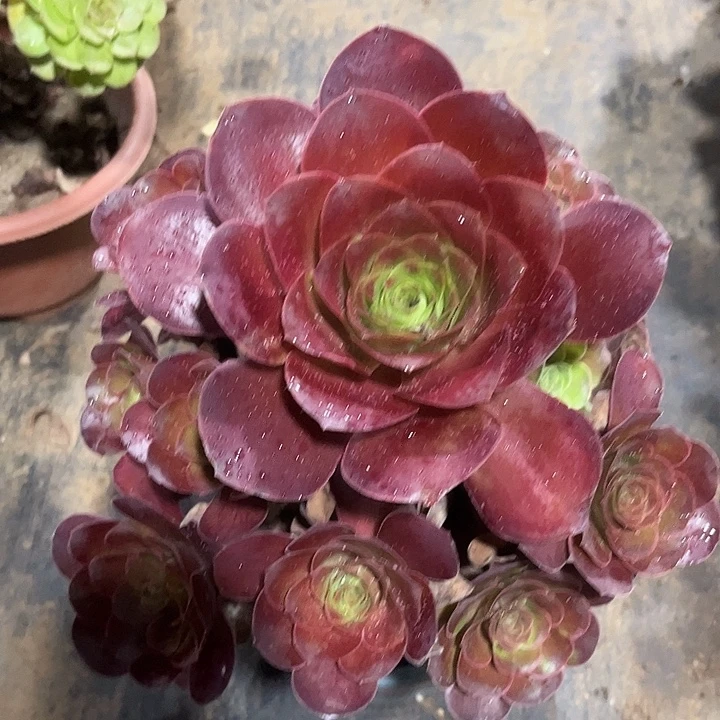 多肉植物瑰金玫瑰126号