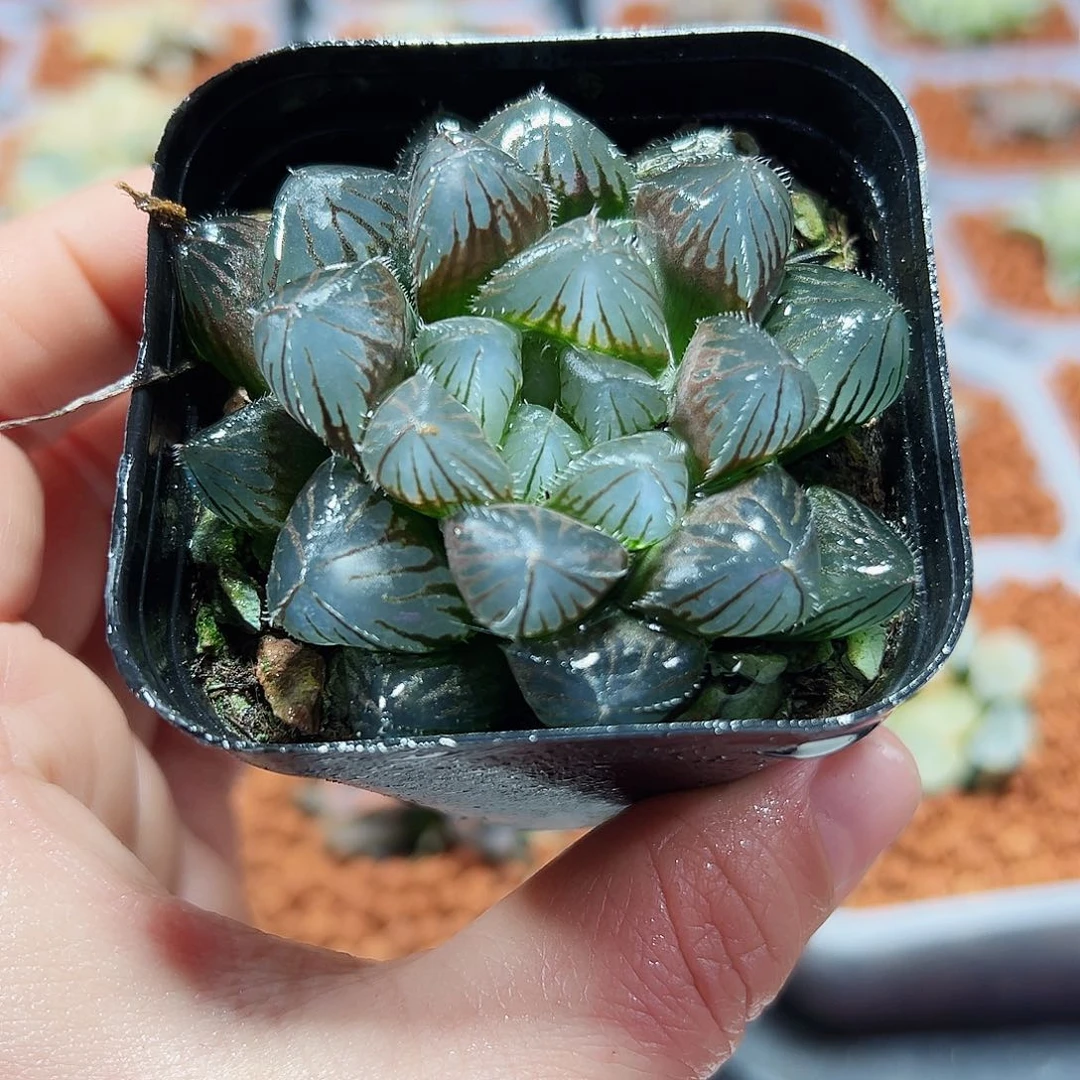 十二卷多肉赤线玉露