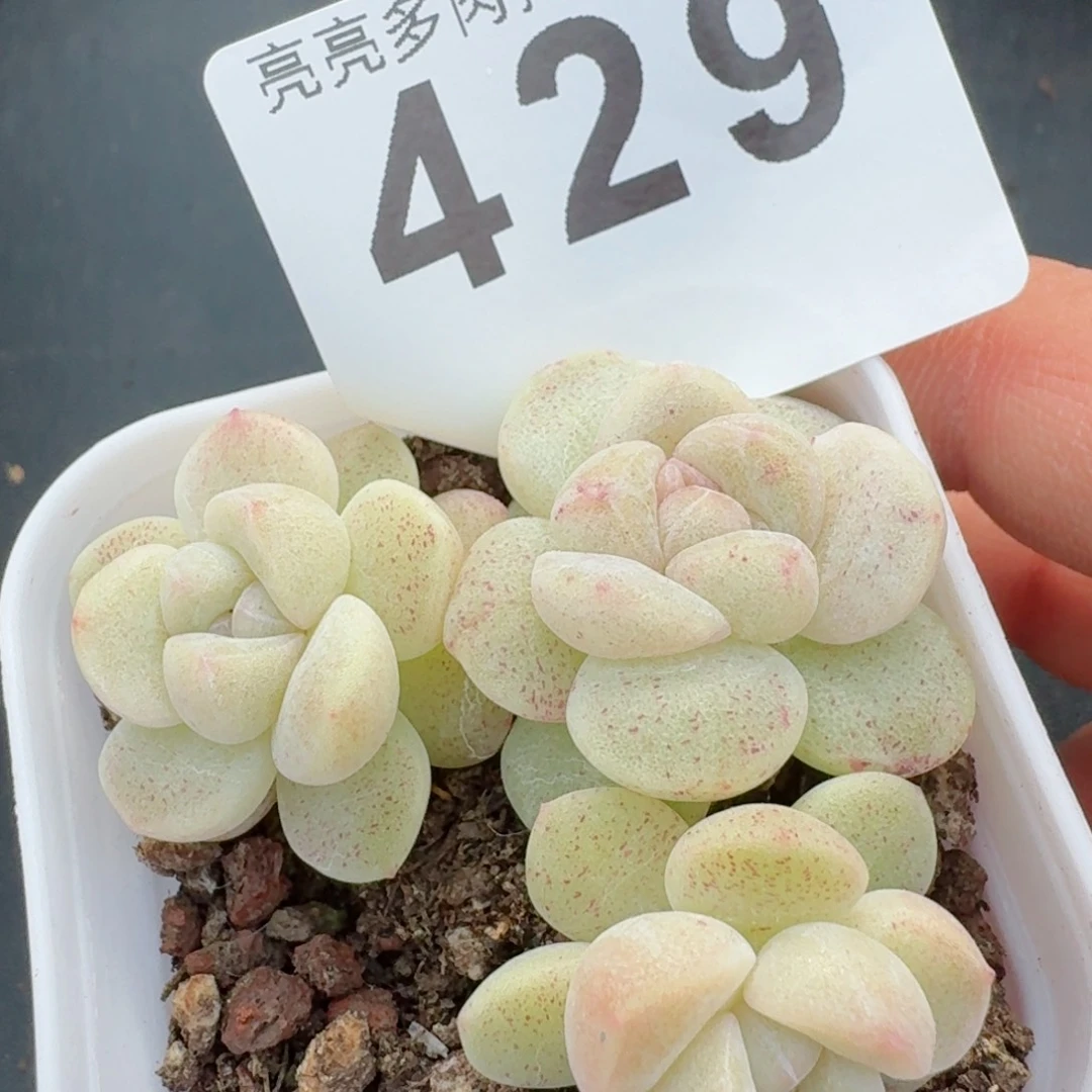 冰玉糖心 精品多肉