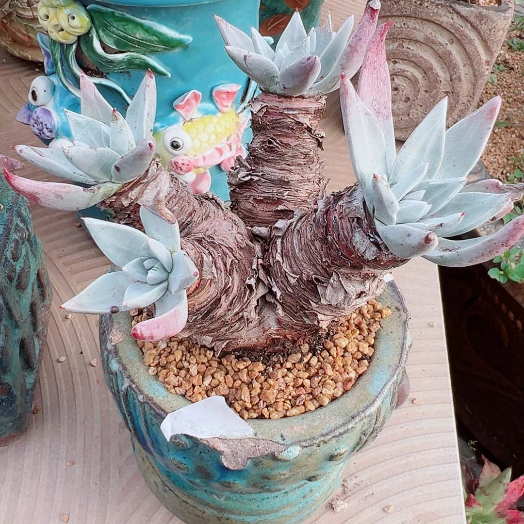 7956御剑仙女杯多肉