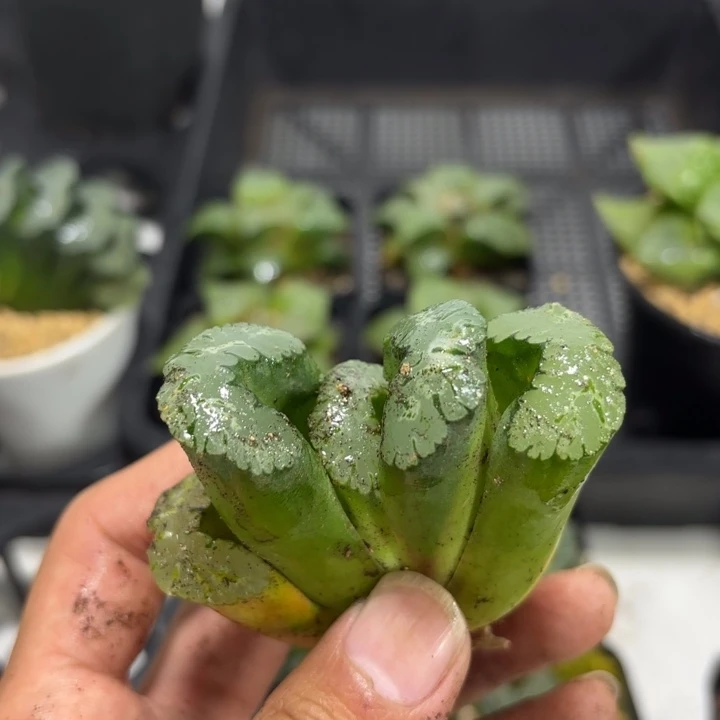 瑕疵道长玉扇 裸根发货