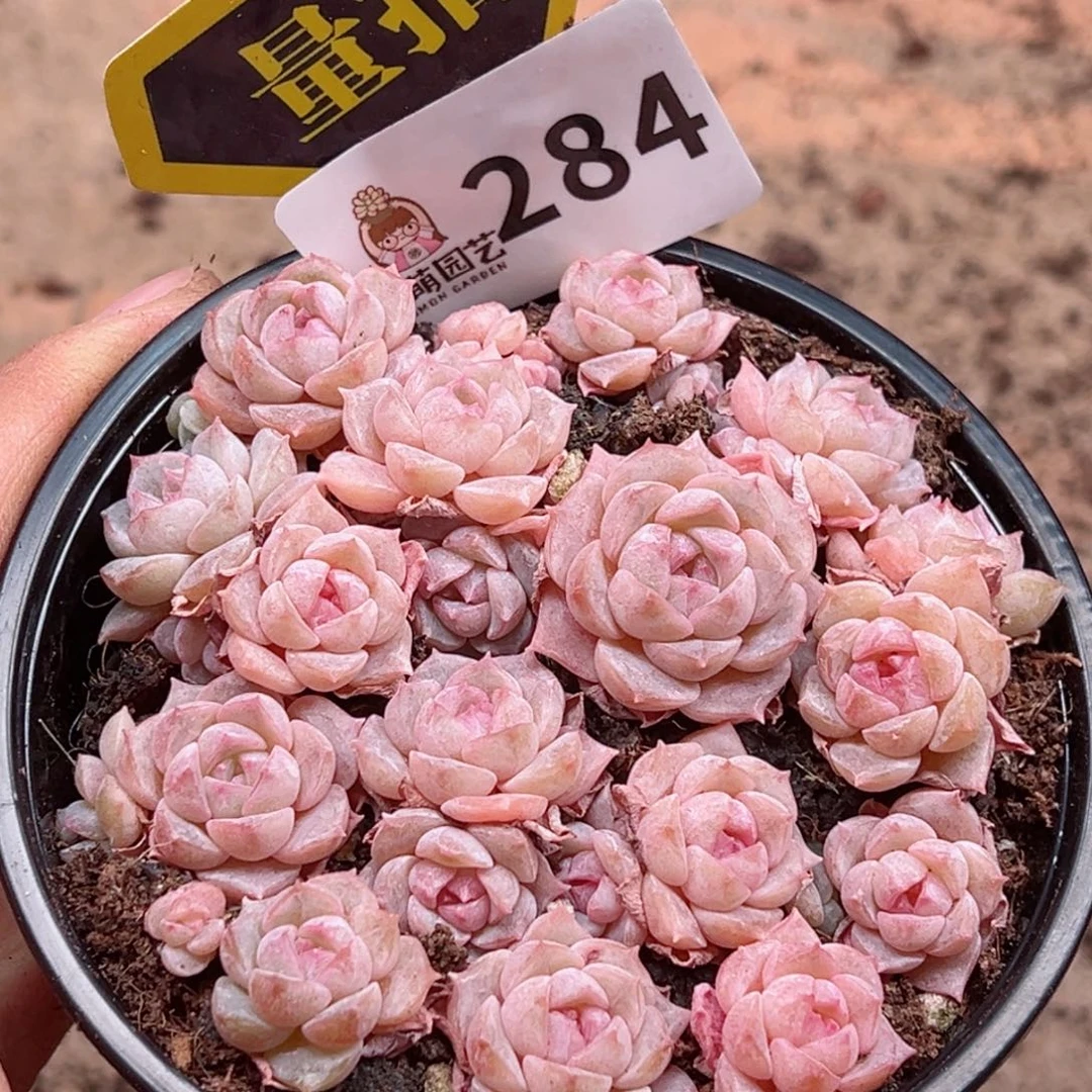 多肉植物多肉植物
