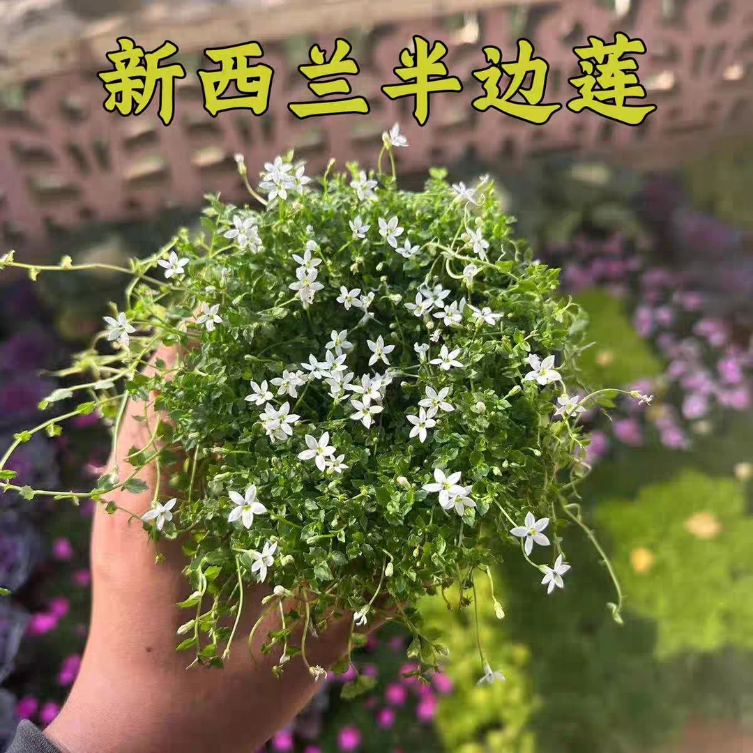 新西兰半边莲盆栽苗花园花镜庭院铺面石缝填充地被皮实好养