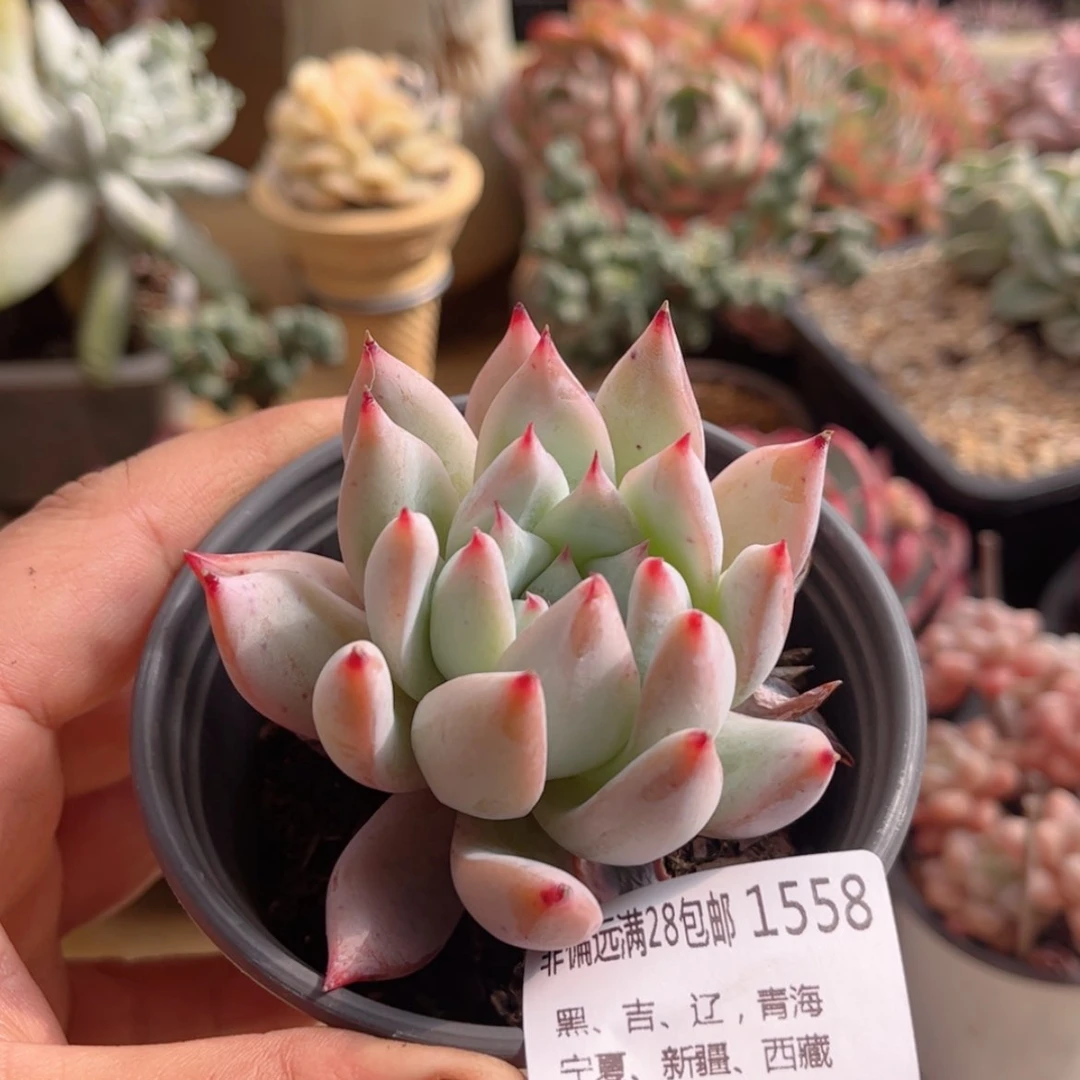 【闪购商品】1558野卡