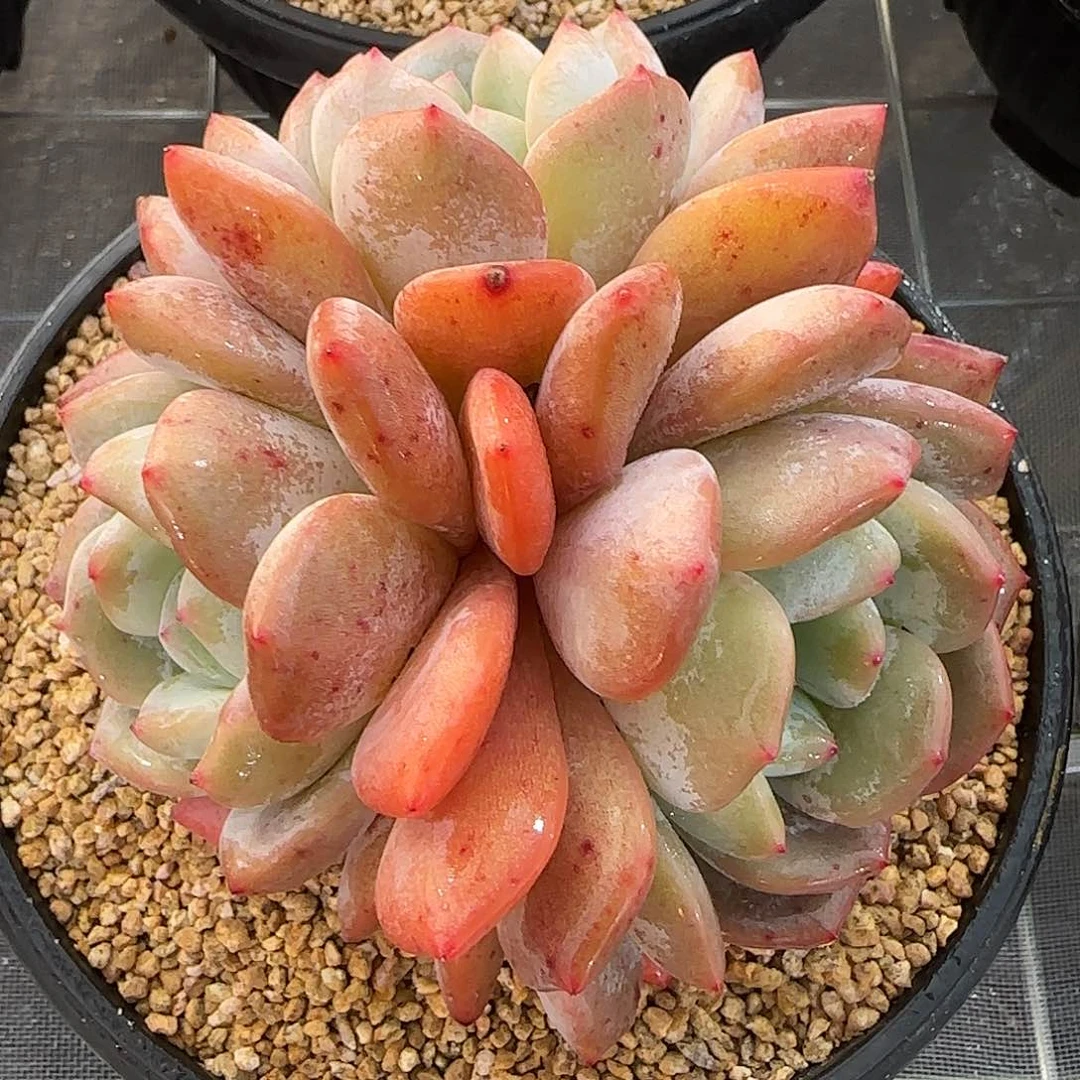 从前慢花园精选三头雪天使