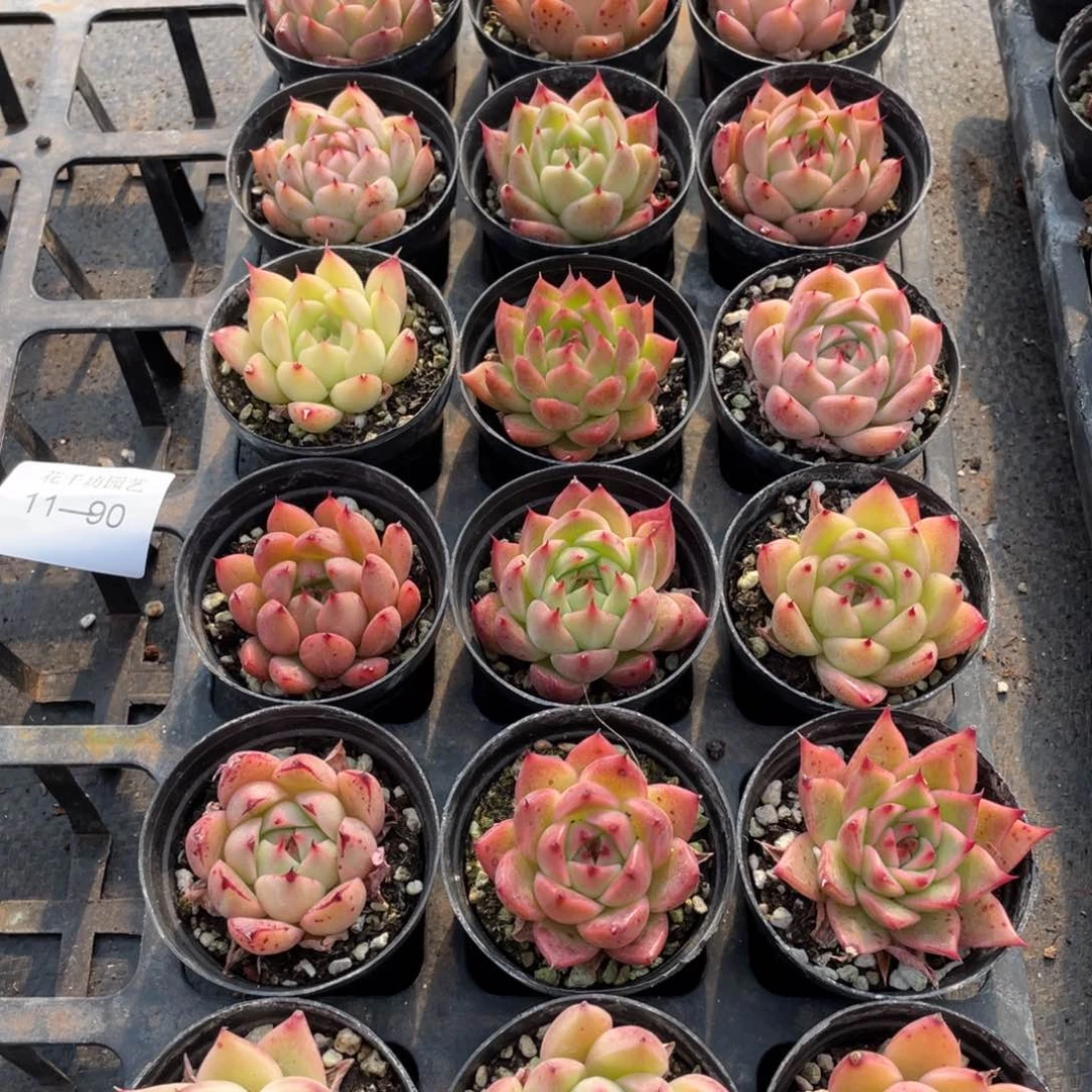 一物一拍18棵11-90