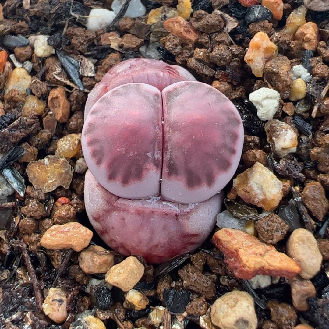 482多肉植物百科