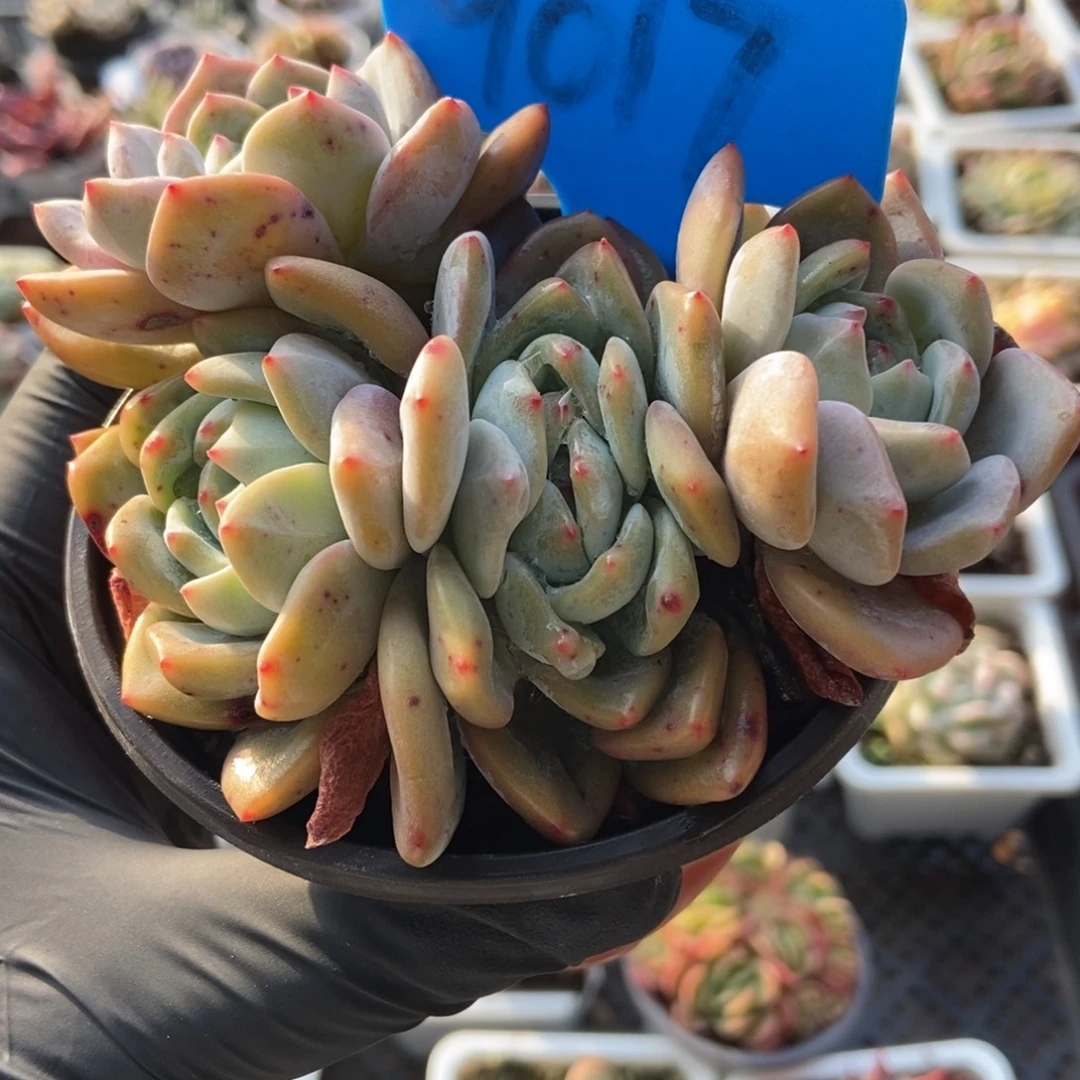 9017小树橙子多肉植物