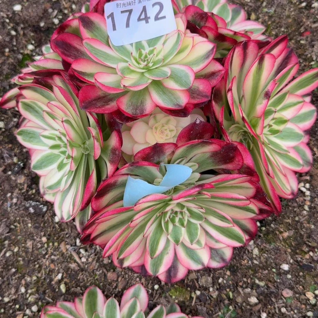 酒****?1742红荔枝。多肉植物