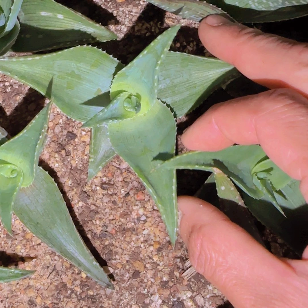 块根植物块根植物