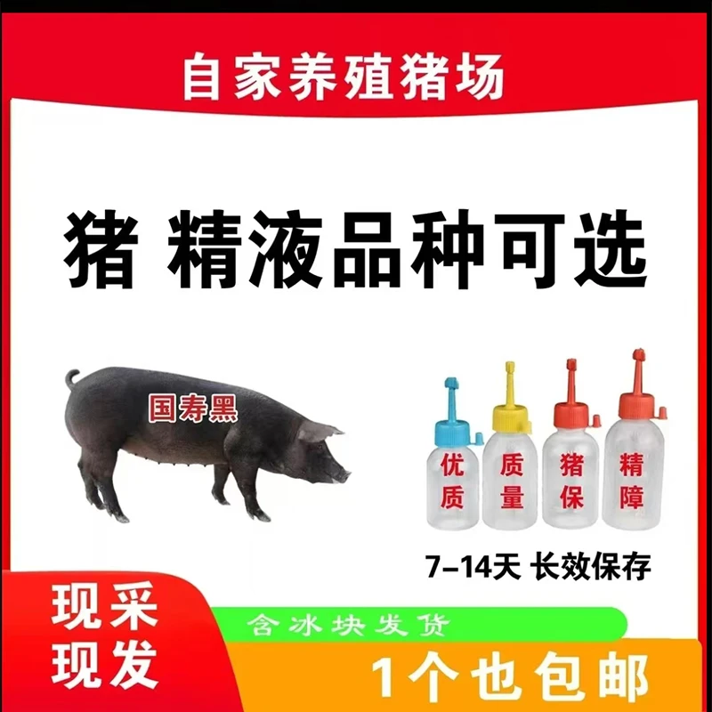 国寿黑种公精液瓶一件包邮包对版生态养殖批发输精管猪用耗材