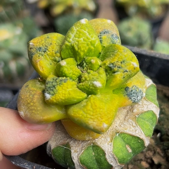 无花朵散班花锦大尤龟甲哥斯拉牡丹锦791