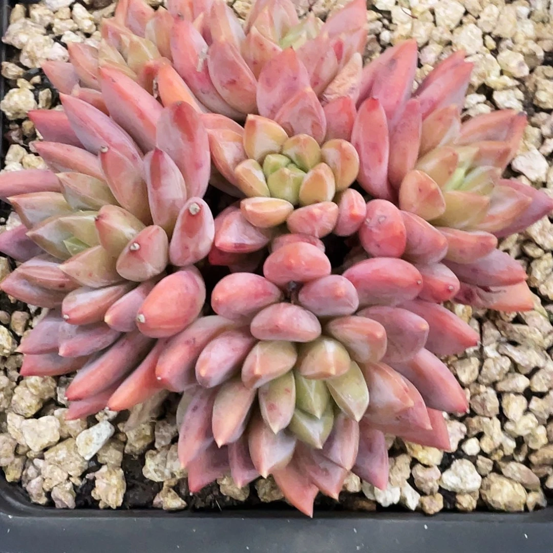 整桩无砍多头状态小红蛋一颗