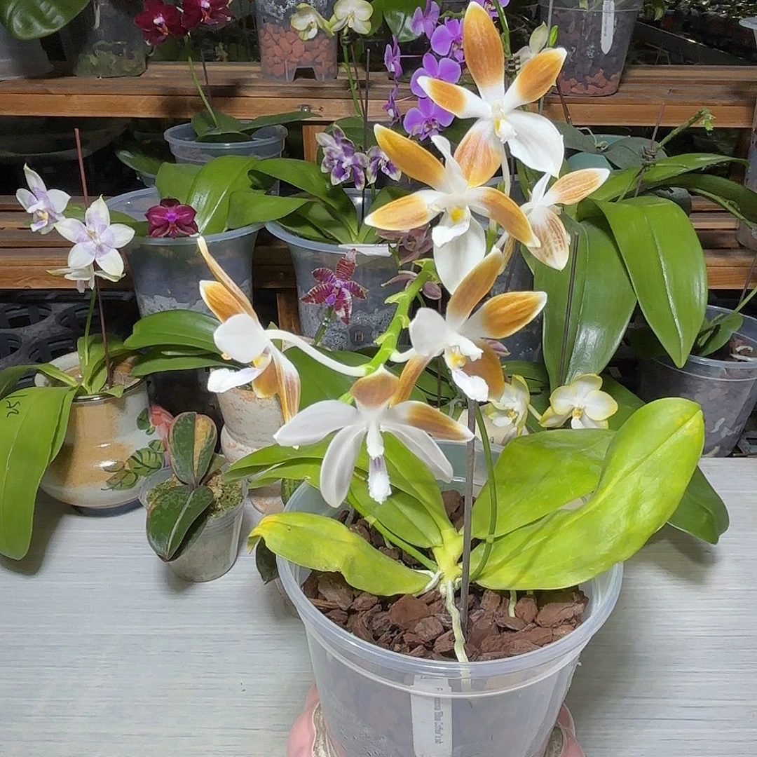 我***女大部分开放少量花苞咖啡盾