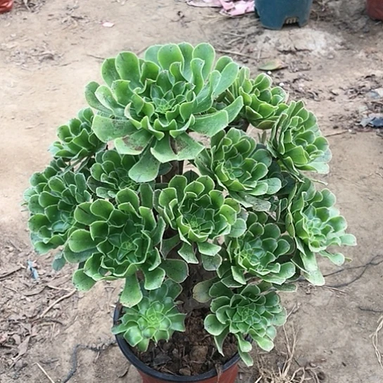 平***淡绿法师多肉植物38