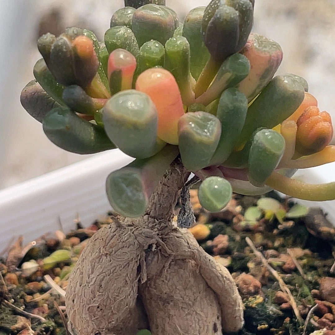 尚品园艺福利锦五十零玉锦嫁接