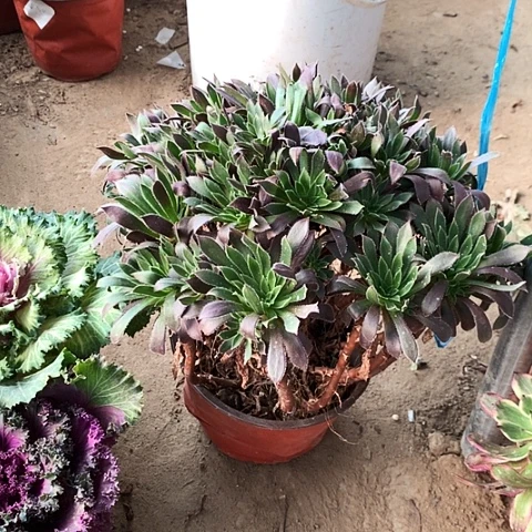 火凤凰玫瑰玫瑰玫瑰